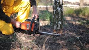 Best Grass Overseeding  in Christiana, TN