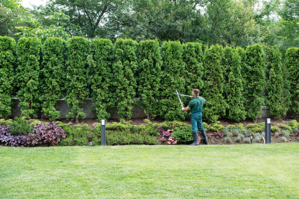 Best Lawn Mowing  in Christiana, TN