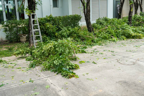 Best Tree Removal  in Christiana, TN