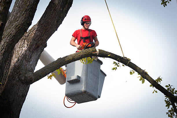 Reliable Christiana, TN Tree Removal Solutions